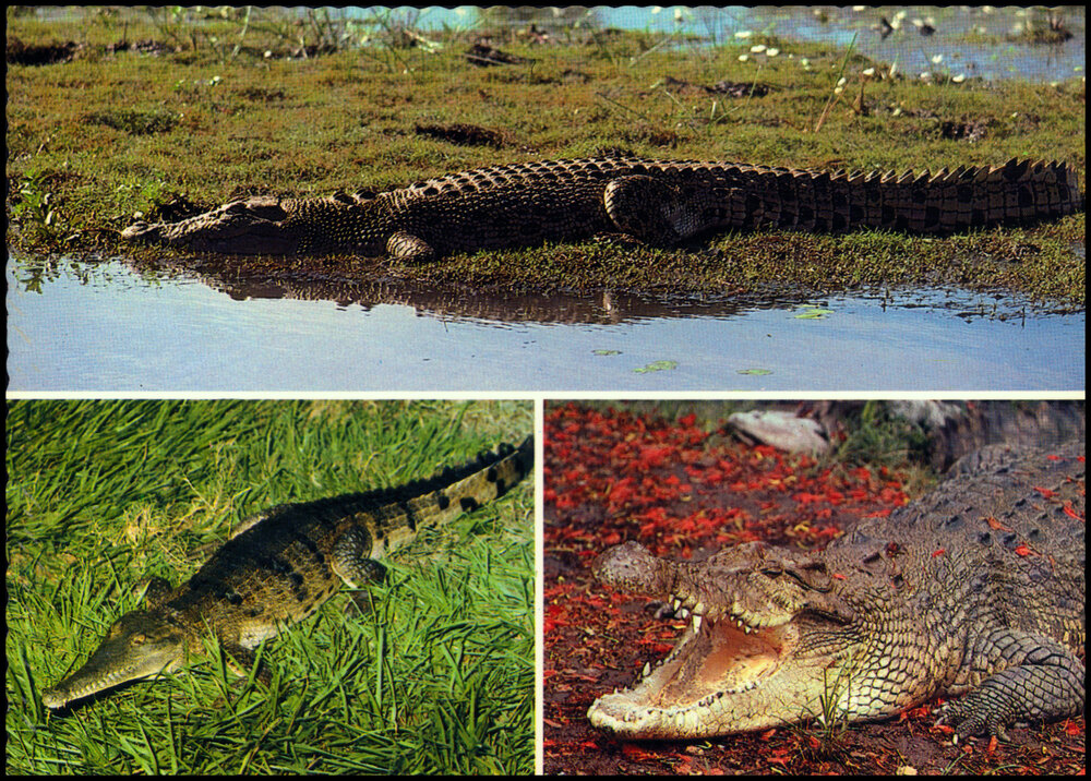 Postcard From a Field Trip to the Northern Territory