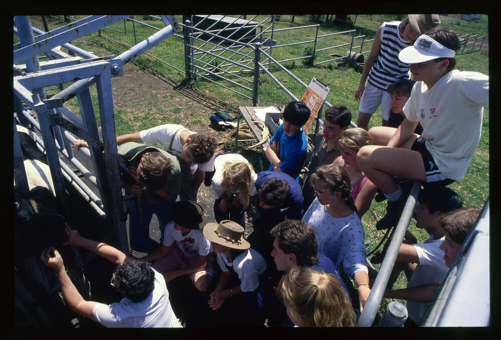 Veterinary Science Students in Cattle Pen, Camden Farm