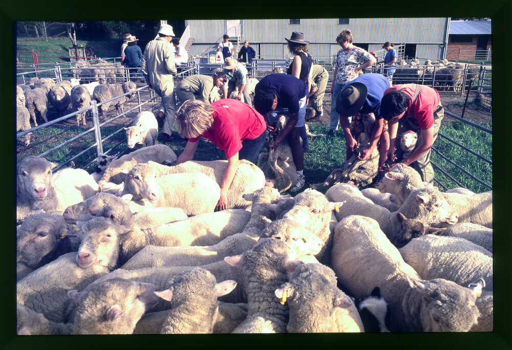 Agriculture Students with Sheep at Camden