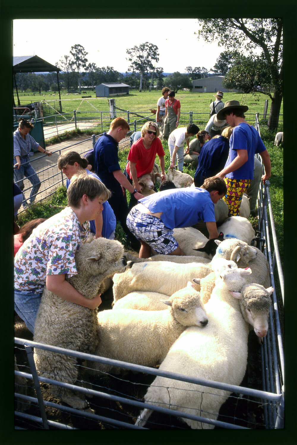 Agriculture Students with Sheep at Camden