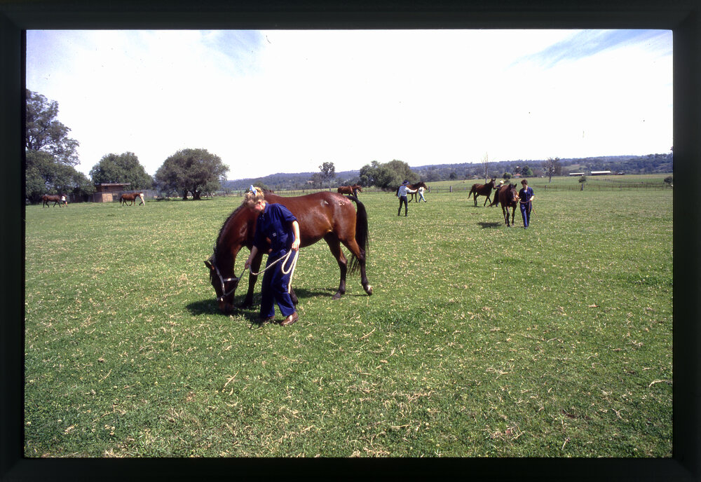 Agriculture Students in Horse Paddock, Camden