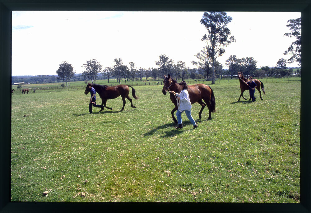 Agriculture Students in Horse Paddock, Camden