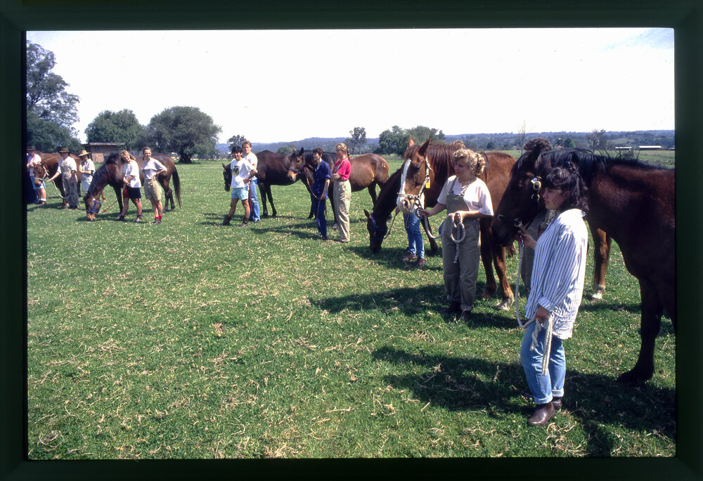 Agriculture Students in Horse Paddock, Camden