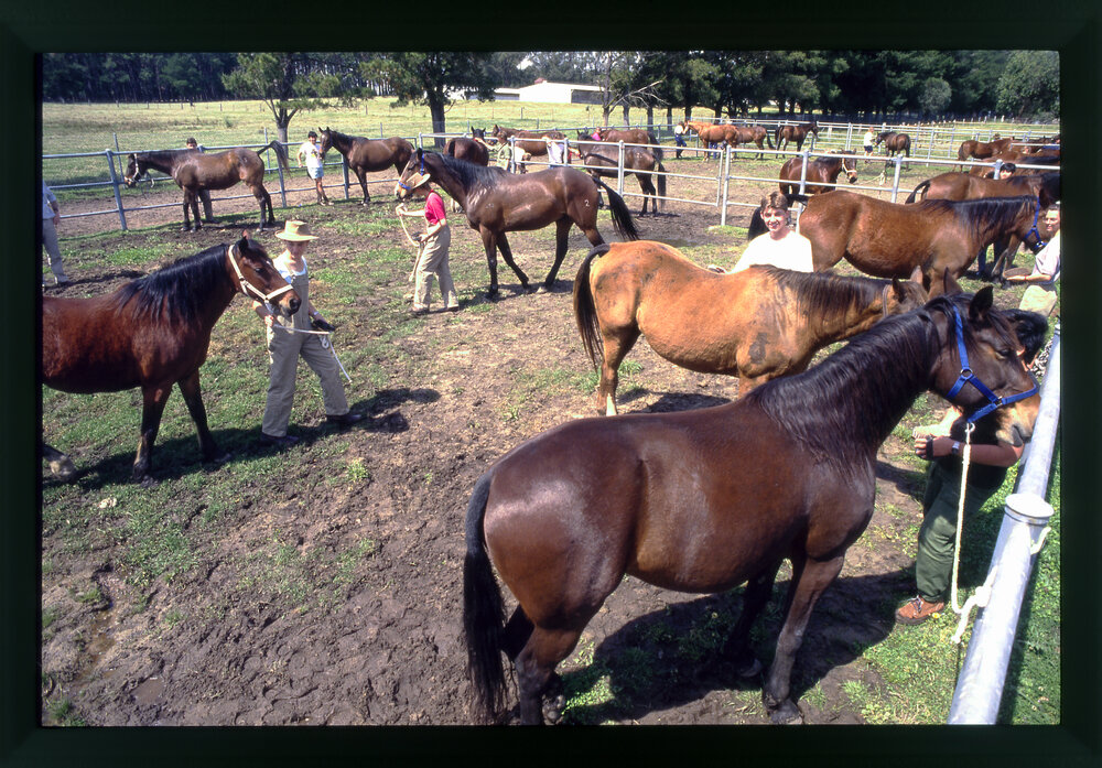 Agriculture Students in Horse Pen, Camden
