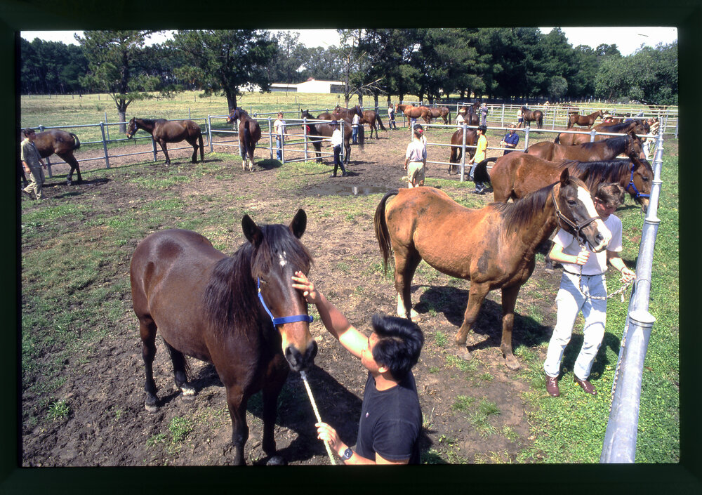Agriculture Students in Horse Pen, Camden