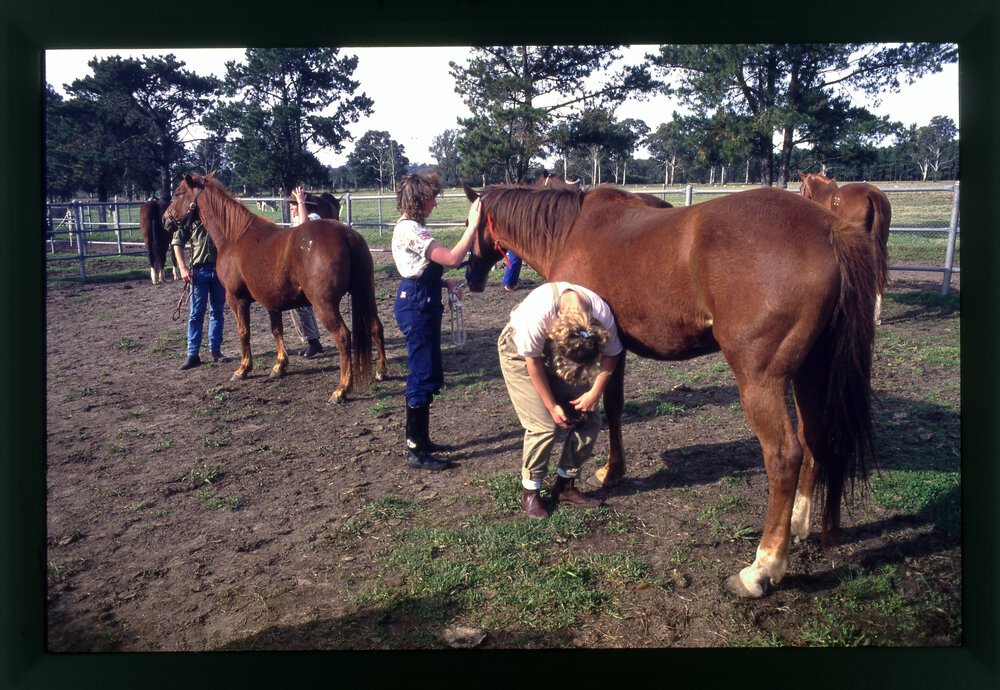 Agriculture Students in Horse Pen, Camden