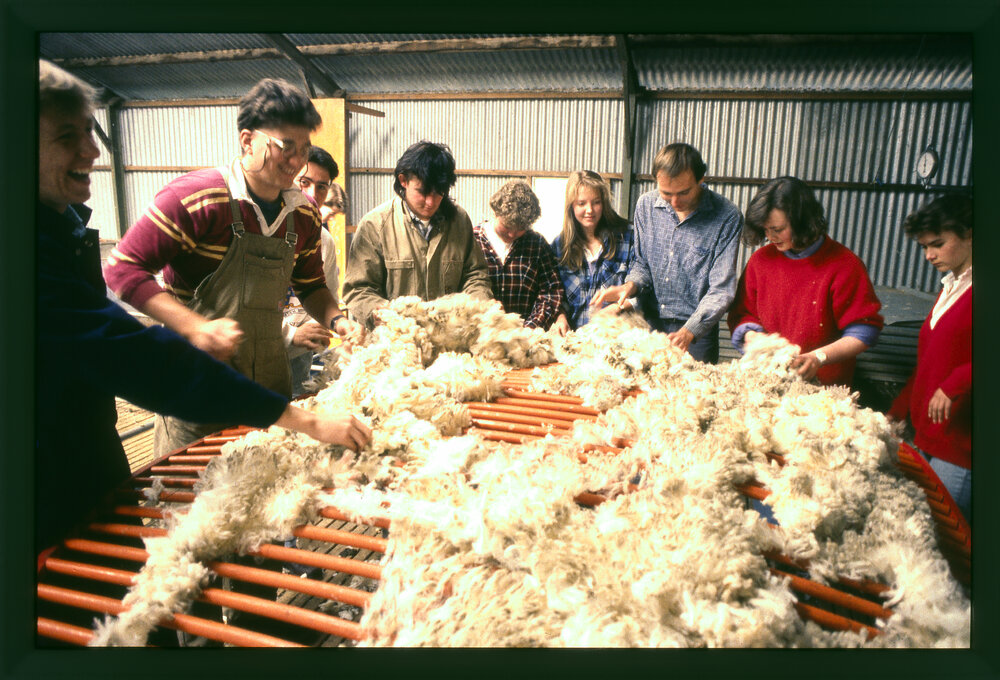 Agriculture Students Skirting Wool, Camden