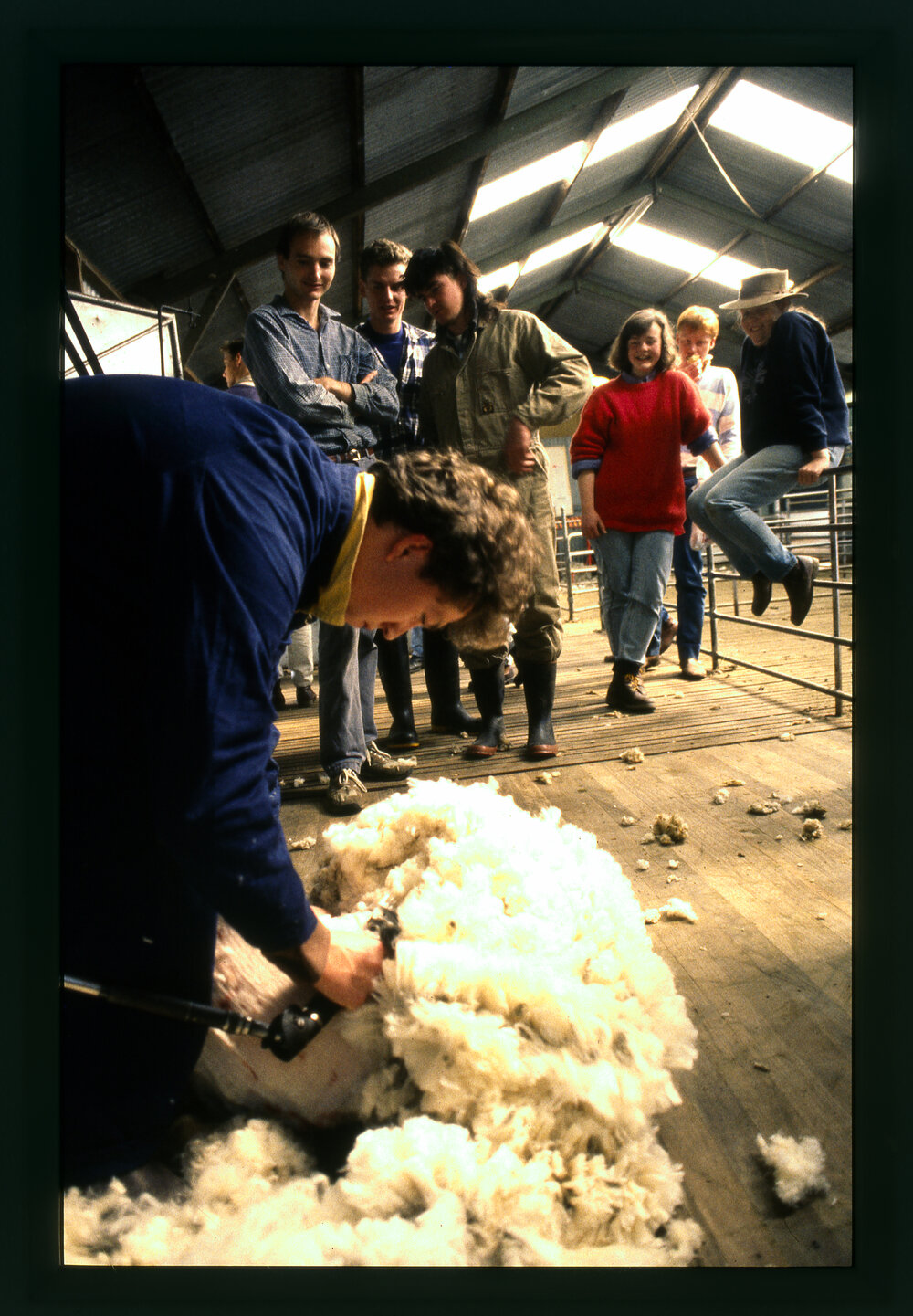 Agriculture Student Shearing a Sheep, Camden