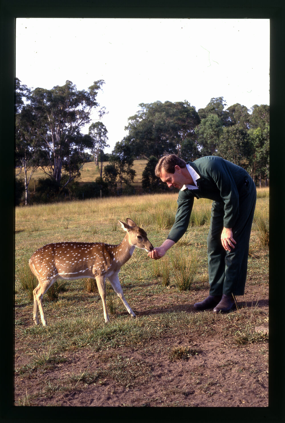 Male Feeding a Chital Deer, Camden