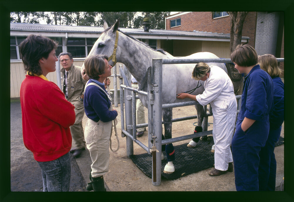 Agriculture Students Examining Horse, Camden