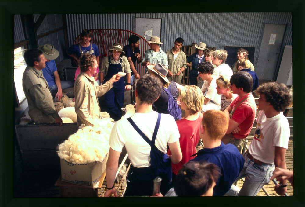 Agriculture Students Learning about Wool, Camden