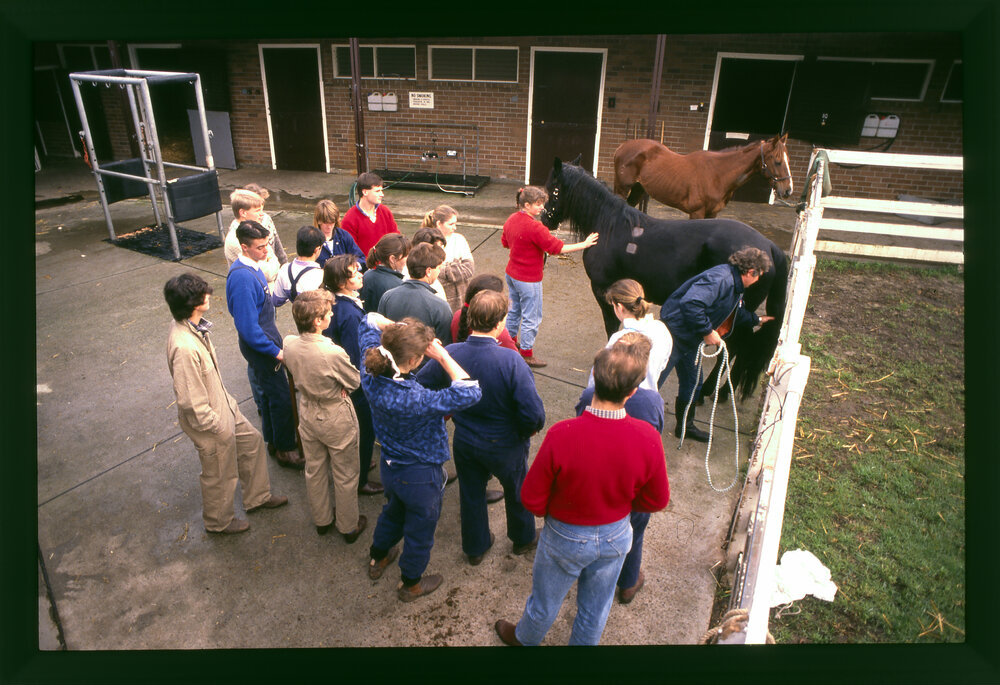 Agriculture Students Examining Horse, Camden
