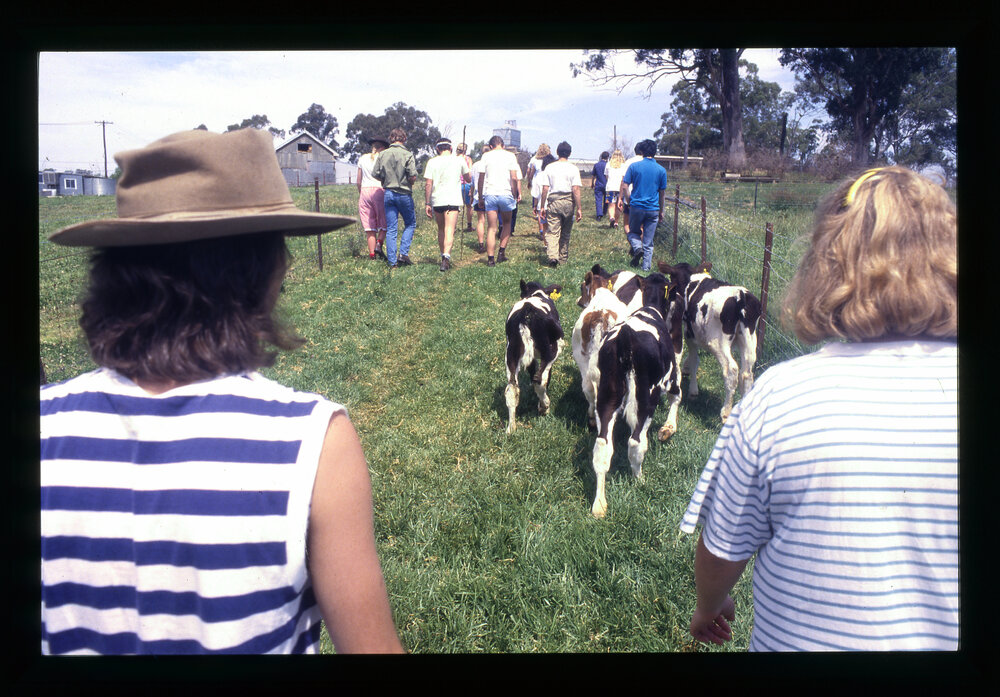 Agriculture Students with Calves, Camden