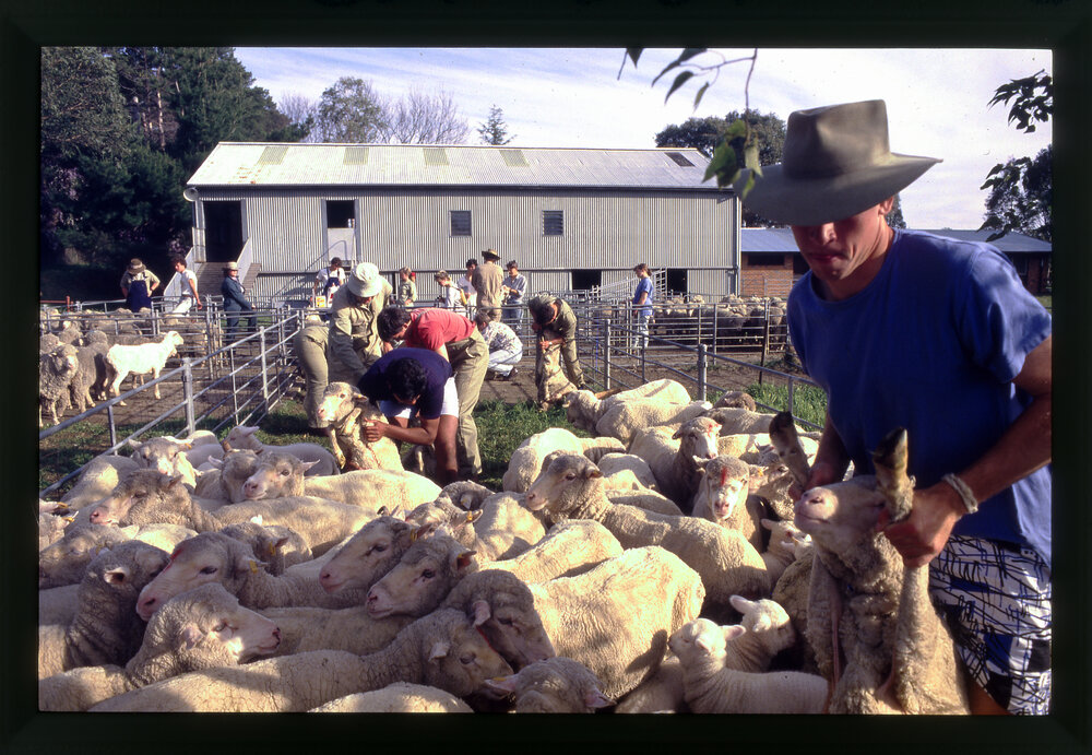 Agriculture Students with Sheep at Camden