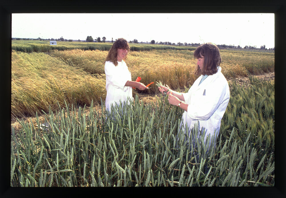 Louisa Robertson and Nicky Bailey at Narrabri Plant Breeding Institute