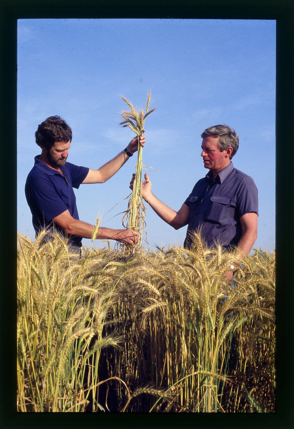 Lindsay O'Brien and Colleague Inspecting Wheat in the Field