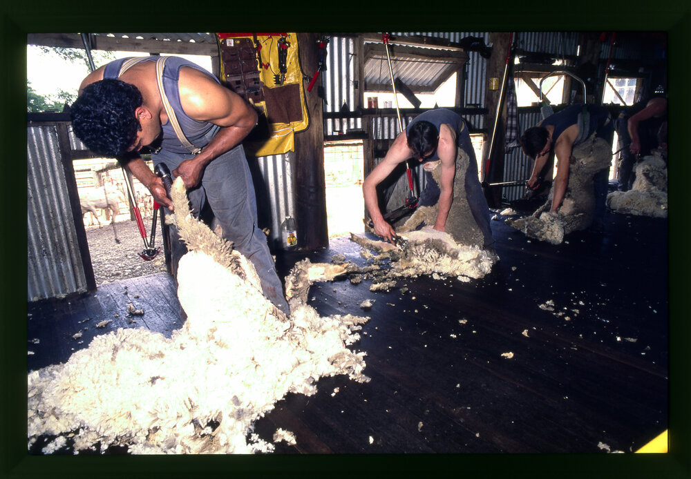 Sheep Shearing