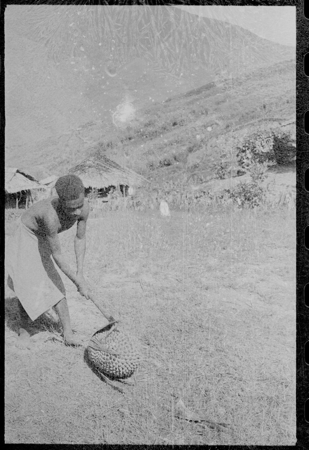Man Opening Pandanus Nut