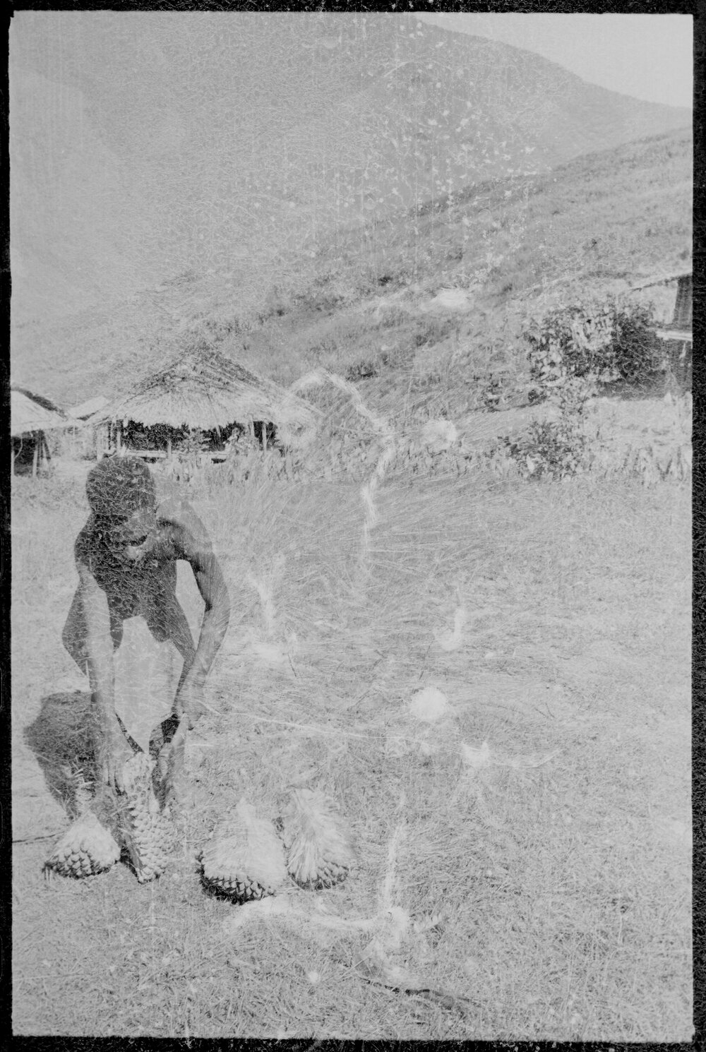 Man Opening Pandanus Nut