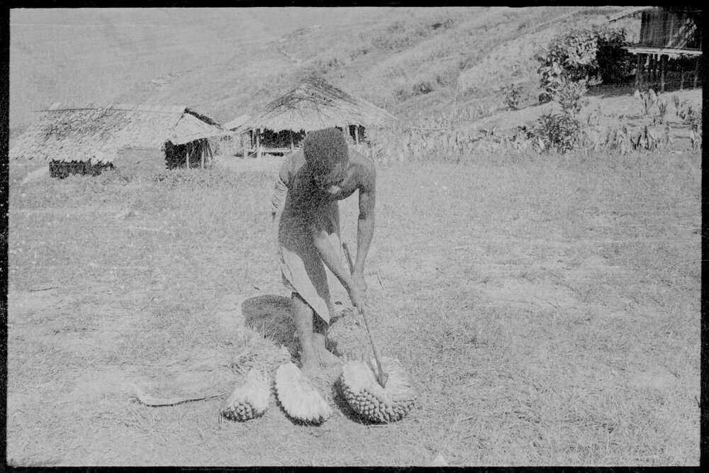 Man Opening Pandanus Nut