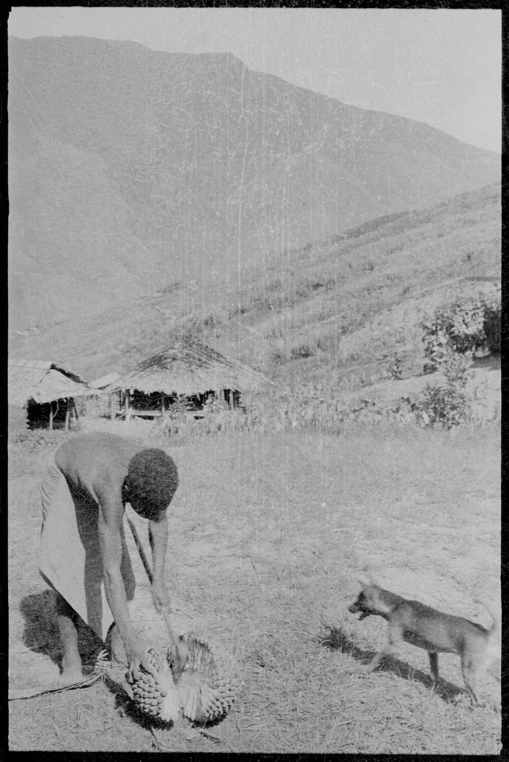 Man Opening Pandanus Nut