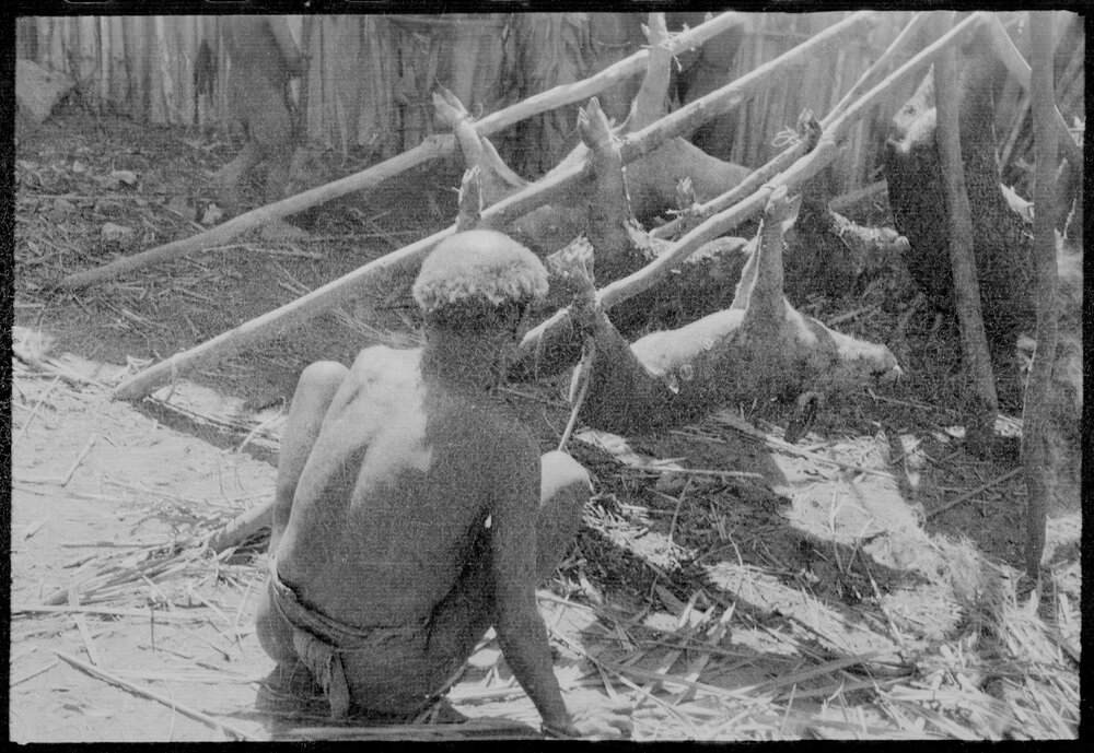 Man Preparing Pigs for a Ceremony