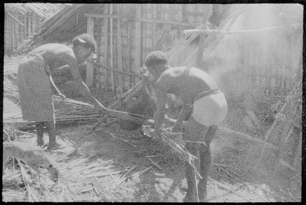Group Preparing Pigs for a Ceremony