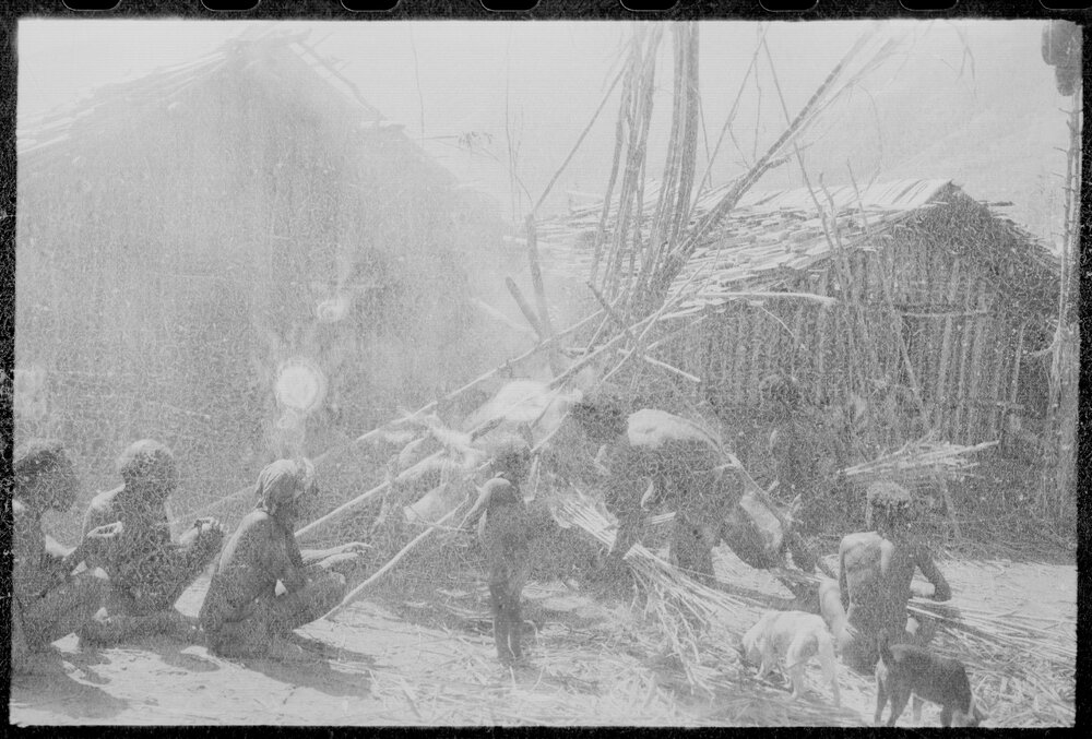 Group Preparing Pigs for a Ceremony