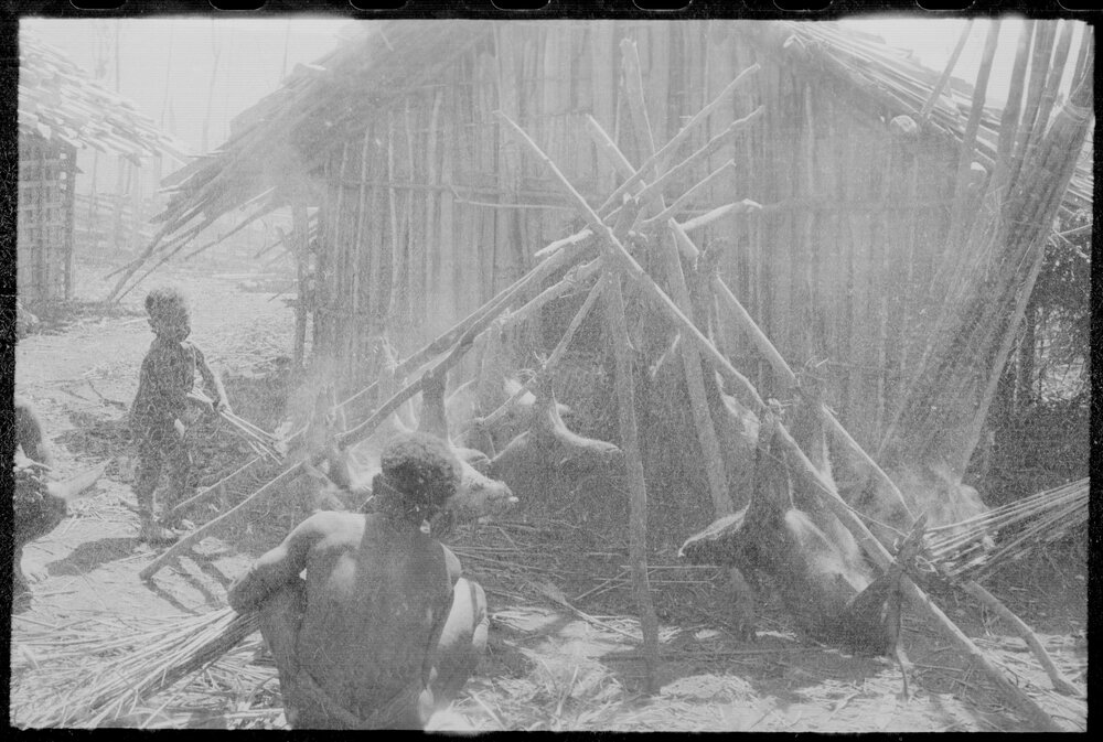 Group Preparing Pigs for a Ceremony