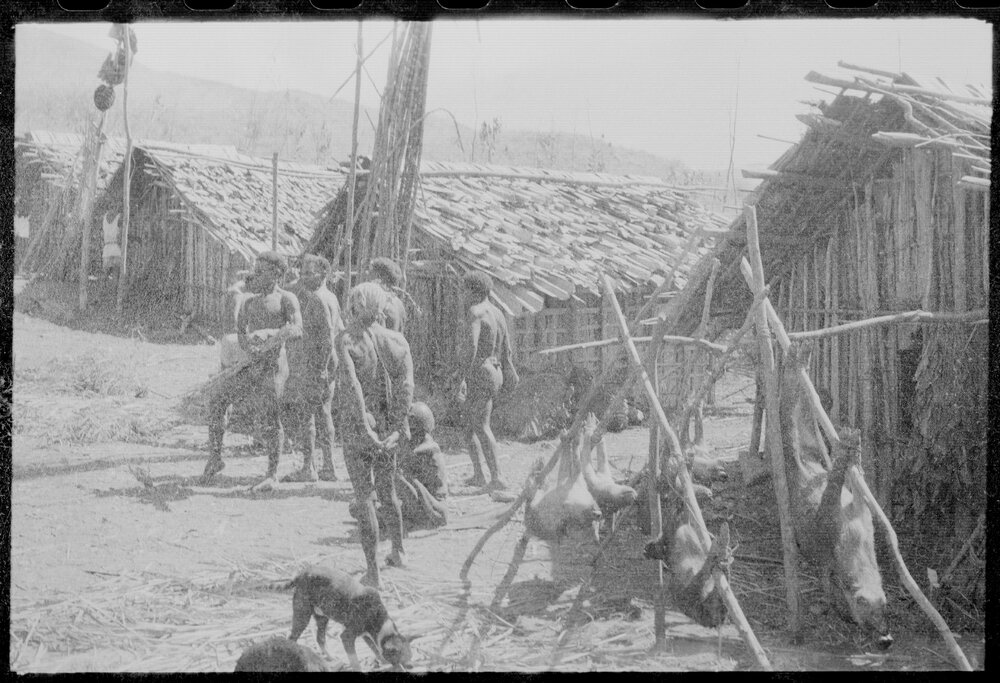 Group Preparing Pigs for a Ceremony