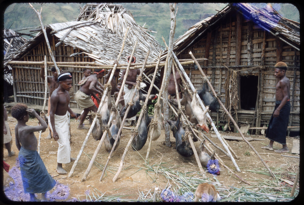 Men and Children Preparing Pigs for Ceremony