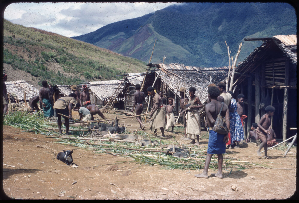 Men and Children Preparing Pigs for Ceremony