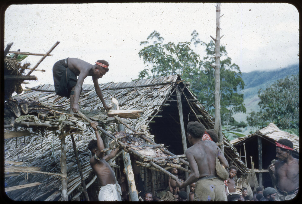 Men Preparing Pigs for Ceremony