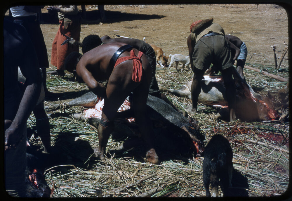 Men Preparing Pigs for Ceremony