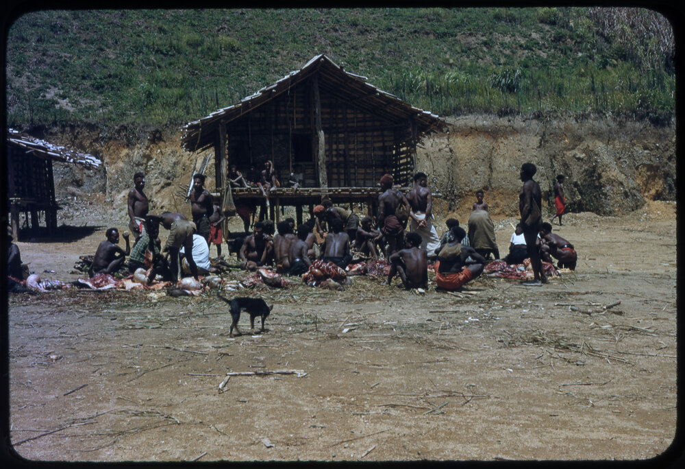 Men Preparing Pigs for Ceremony