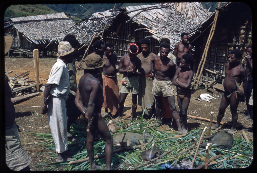 Men Gathered Around Butchered Pigs