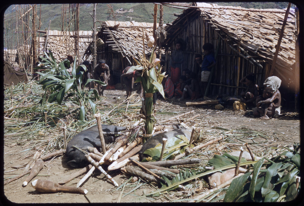 Slaughtered Pigs Outside Buildings