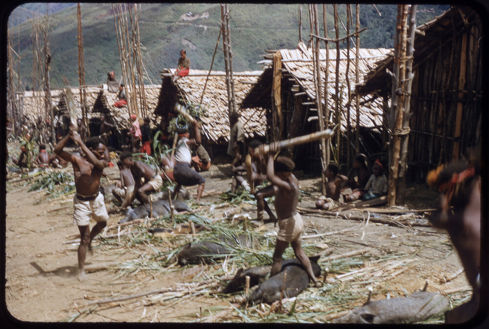 Men Slaughtering Pigs for Ceremony