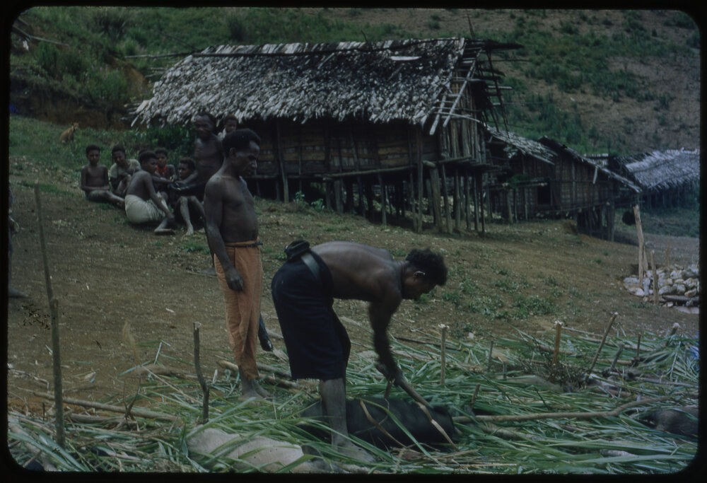 Man Butchering Pig for Ceremony