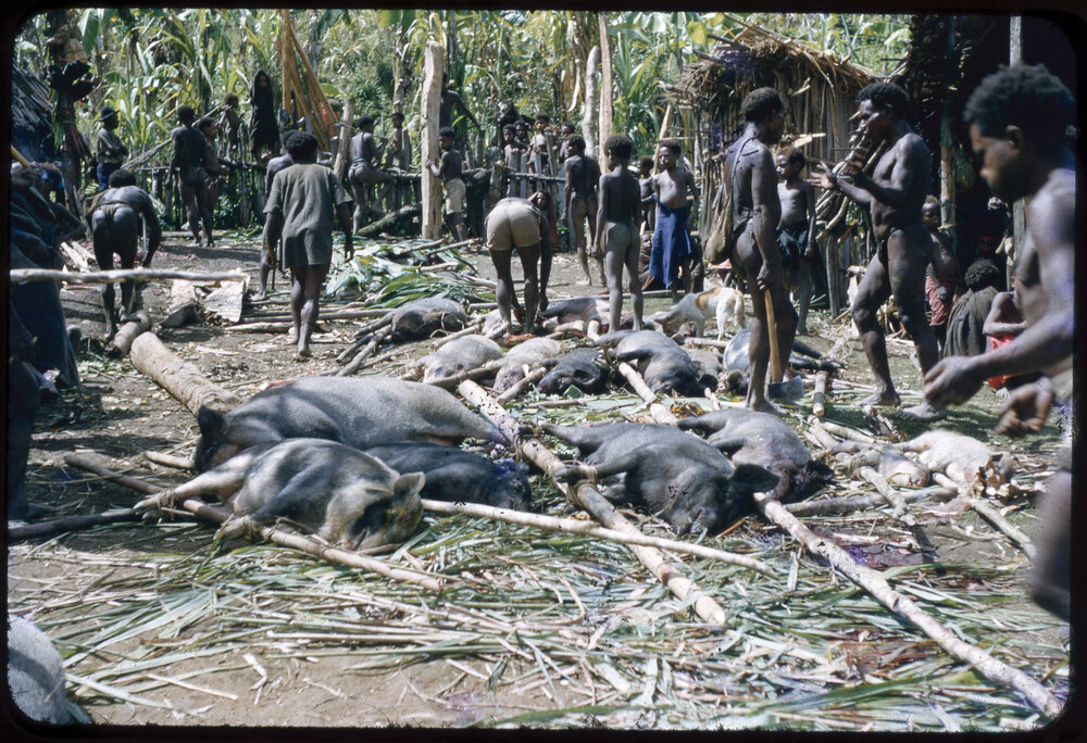 Group Preparing Pigs for Ceremony