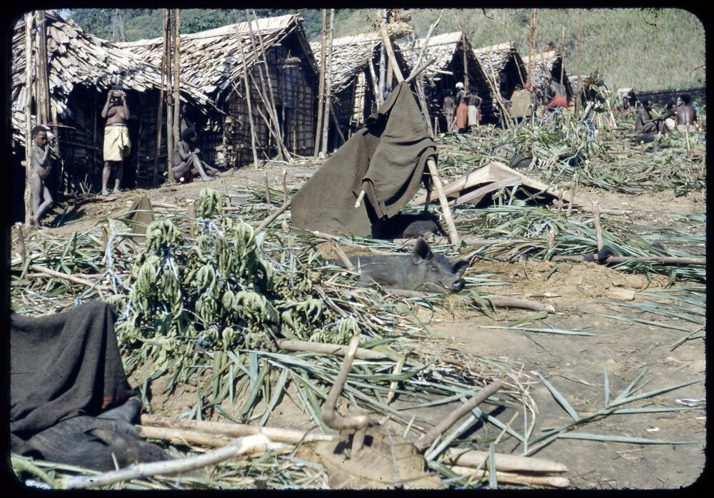 Slaughtered Pigs Outside Buildings