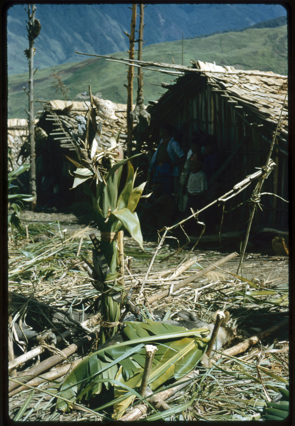Plant Outside a Building on Mountainside