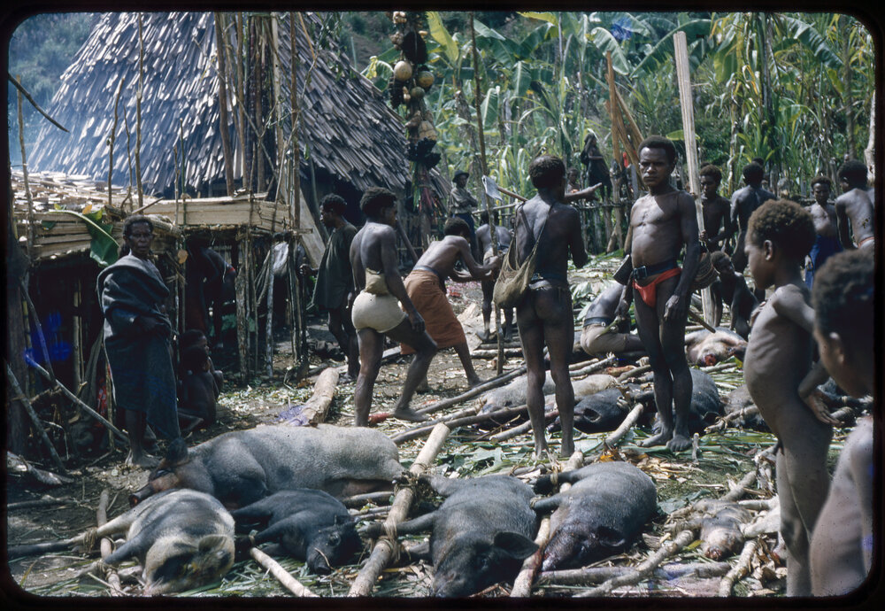 Group Preparing Pigs for Ceremony