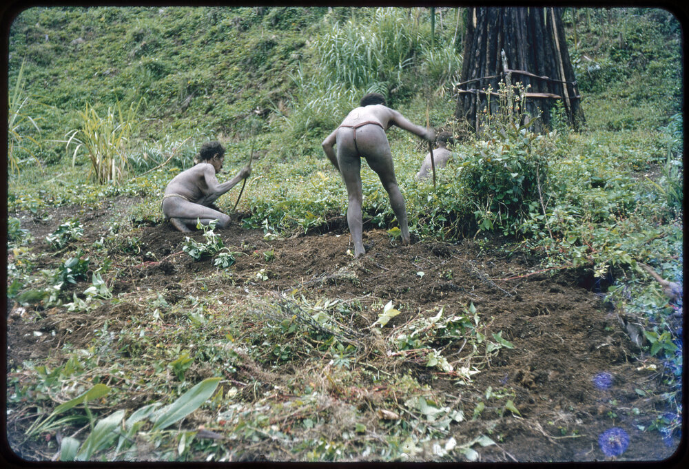 People Digging Amongst Plants