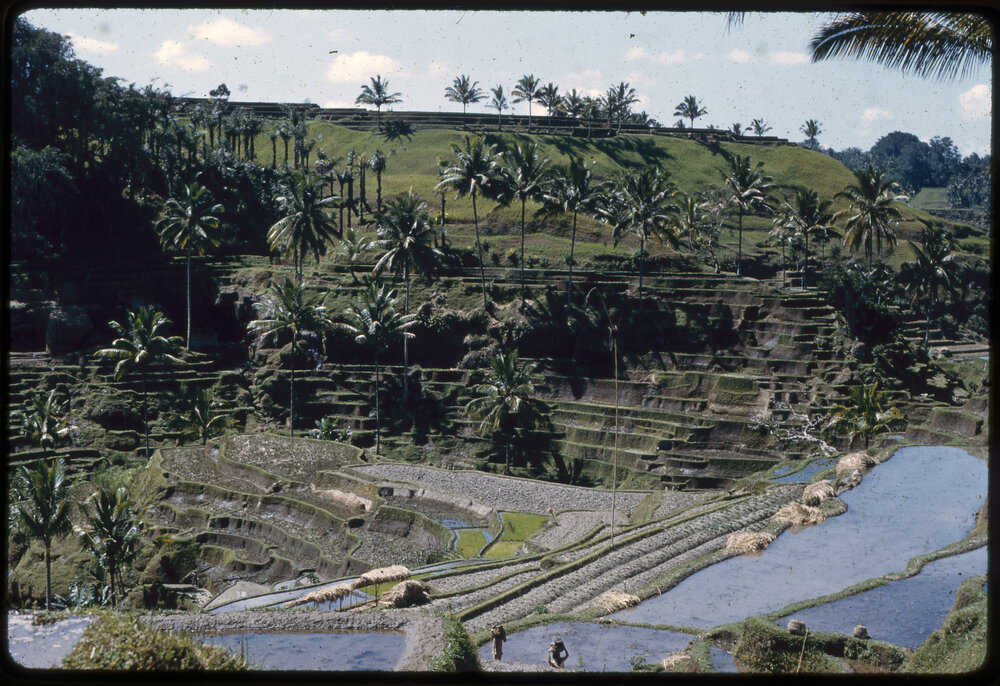 Rice Terraces