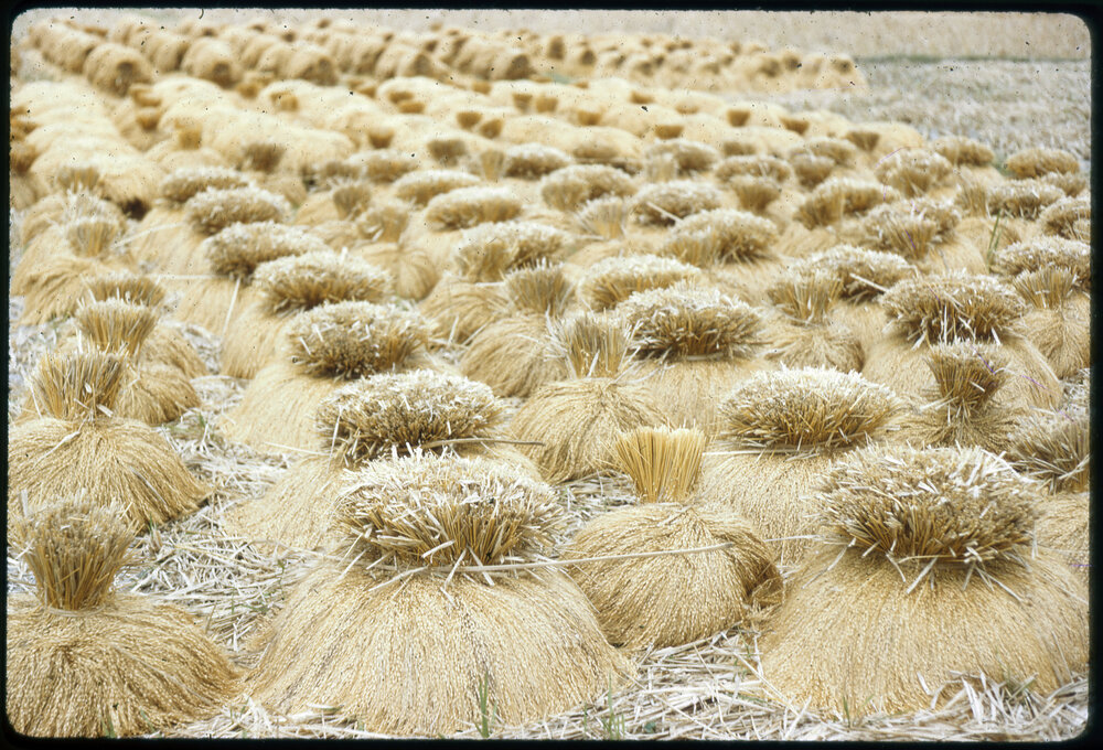 Rice Harvest Drying