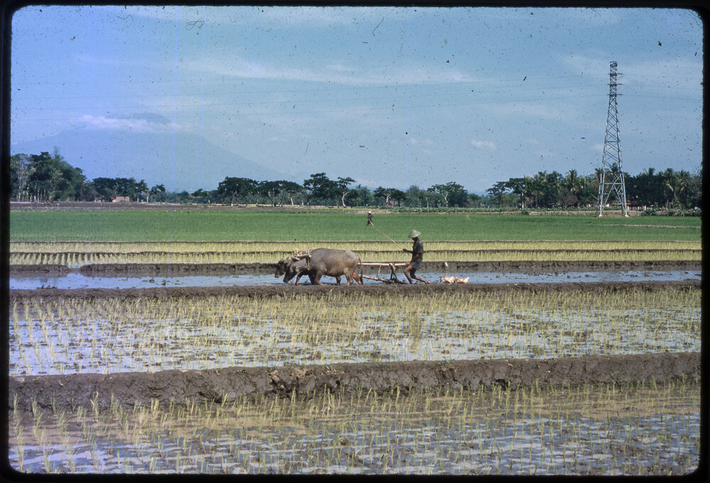 Man Ploughing Field