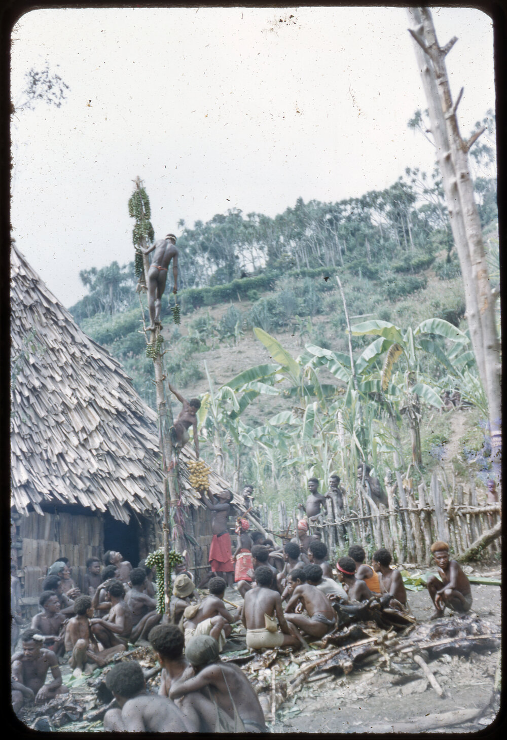 Taking Down Food from Food Pole