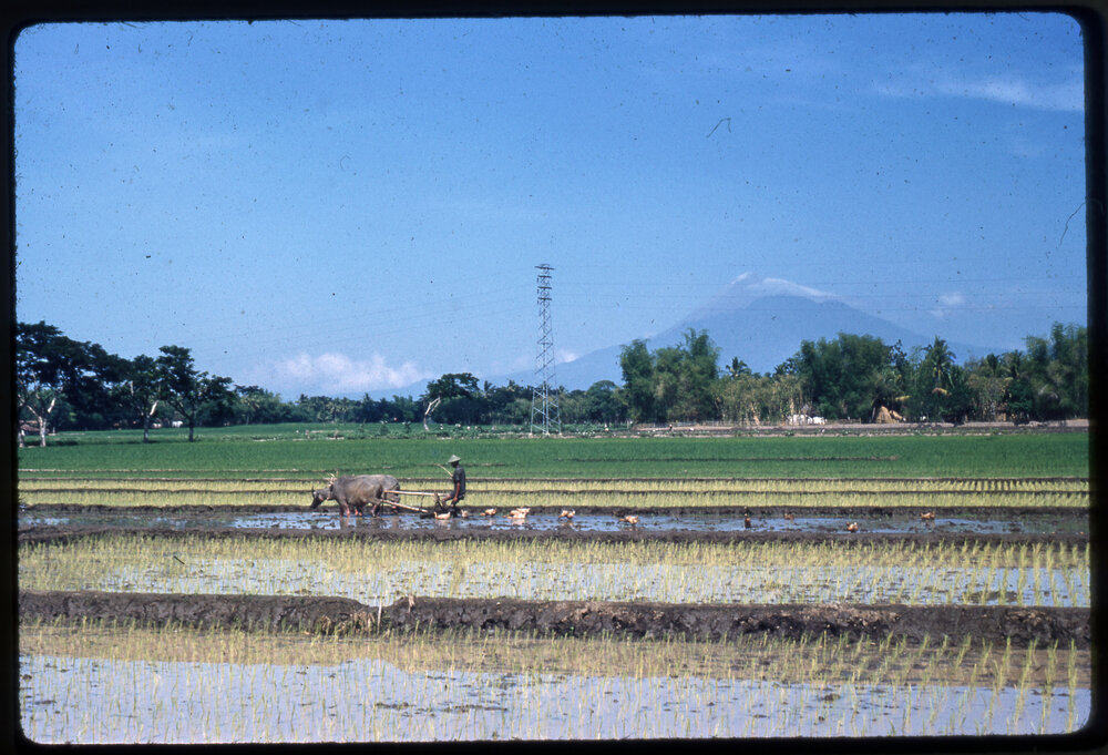 Man Ploughing Field