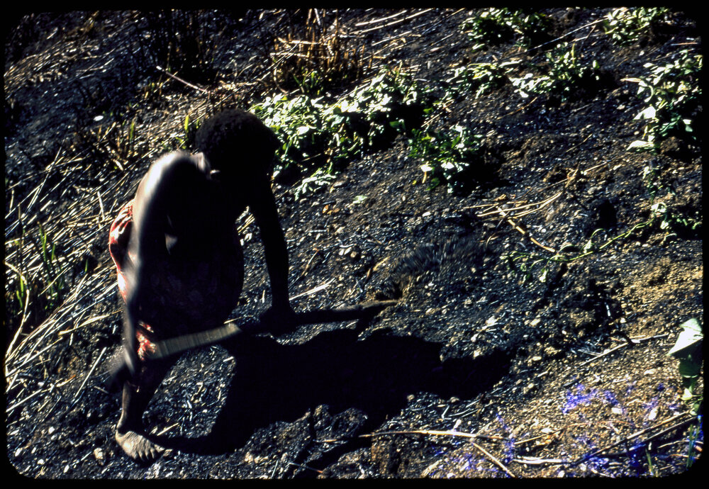 Woman Digging in Soil